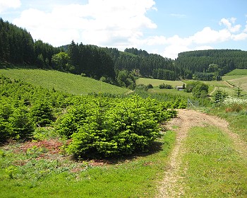 Einer der Wanderwege, der direkt hinter dem Haus mit der Ferienwohnung beginnt und vorbei an den Schonungen durch die herrliche Landschaft fhrt. Zur Vergrerung anklicken!